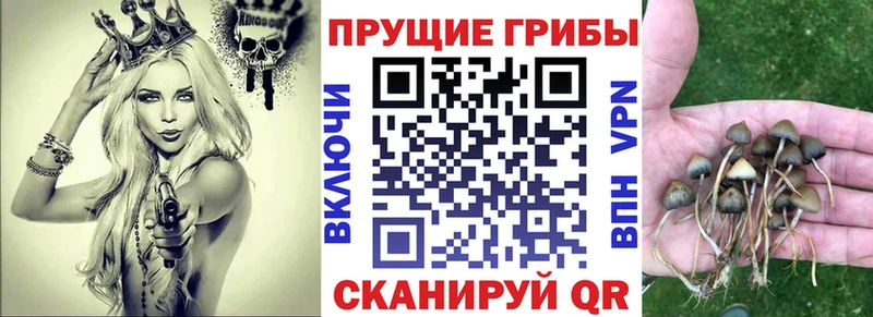 Купить  Долинск  Псилоцибиновые грибы Cubensis 
